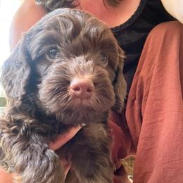 Spruce - Red male Aussiedoodle puppy in Chattanooga, Tennessee from Leafy Acre Mini Farm