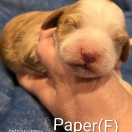 Paper - Red female Cockapoo puppy in Perry, Arkansas from Parker's Cockapoos