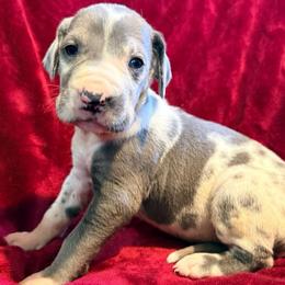 Dolly - Harlequin female Great Dane puppy in Jerusalem, Arkansas from Mara Danes