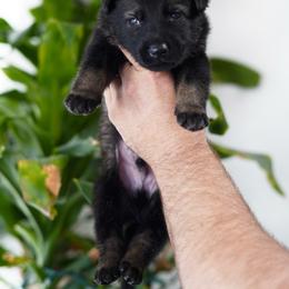 Cash - Sable male German Shepherd puppy in Coarsegold, California from Yosemite Shepherds