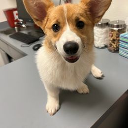 Pembroke Welsh Corgi Puppies from California Corgi Butts