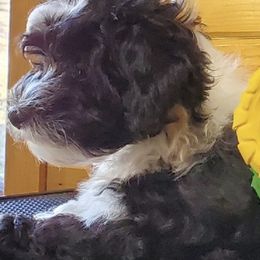 Havanese from Darrtfarms