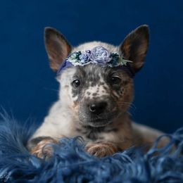 Australian Cattle Dog and Collie Puppies from Blackberry Hills