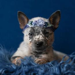 Australian Cattle Dog and Collie Puppies from Blackberry Hills