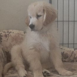 Golden Retriever puppies from Xanadu Goldens