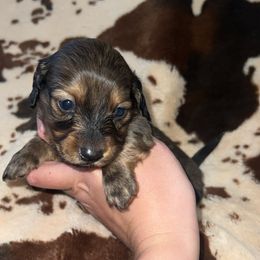 Midnight - Red male Dachshund puppy in Madisonville, Tennessee from L&A Dachshunds
