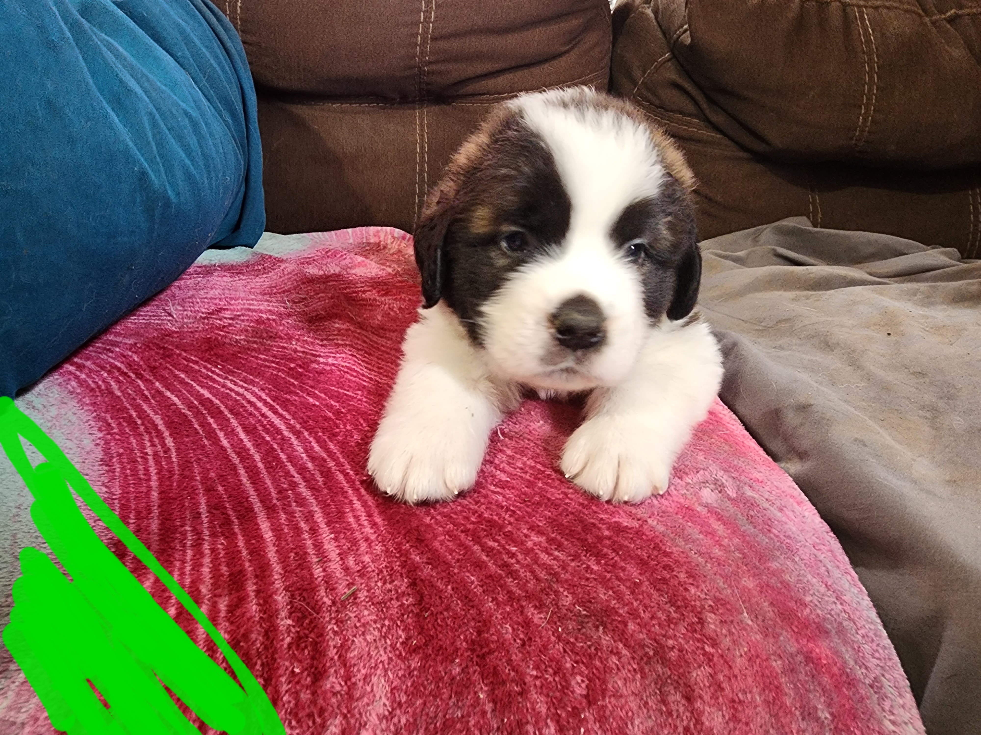 Saint Bernard Puppies from Tonya Tate's Saint Bernards