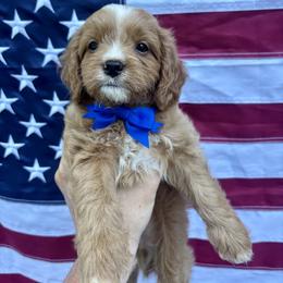 Reggie - Brown male Cavapoo puppy in Seneca, South Carolina from Oconee Puppies