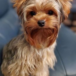 Lucia - Yorkshire Terrier