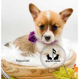 Rapunzel - Sable female Pembroke Welsh Corgi puppy in Casper, Wyoming from Flying Note Shorties