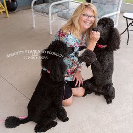 Poodle Puppies from Abbott Standard Poodles