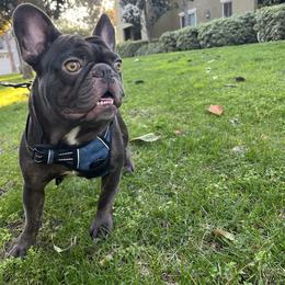 Schuster - French Bulldog