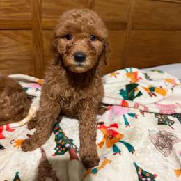 Paisley - Apricot female Goldendoodle puppy in Centralia, Missouri from Oodles Of Doodles Mo.