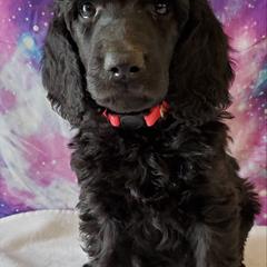 Cara - Poodle puppy in Littleton, Colorado from Fireside Standard Poodles