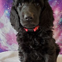 Cara - Poodle puppy in Littleton, Colorado from Fireside Standard Poodles