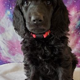 Cara - Poodle puppy in Littleton, Colorado from Fireside Standard Poodles