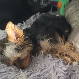 Yorkshire Terriers from HelloBeautifulYorkies