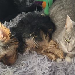 Yorkshire Terriers from HelloBeautifulYorkies