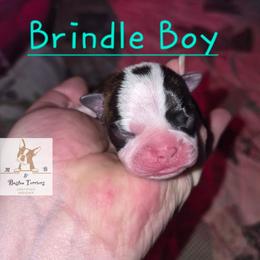 CHUCKY - Black brindle and white male Boston Terrier puppy in Colorado Springs, Colorado from M&Bs Boston Terriers