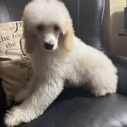 Lurch - Cream male Poodle puppy in Billings, Montana from Montanas Beartooth Doodles