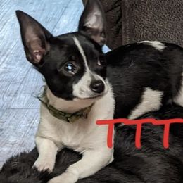 Chihuahuas and Pugs from T Tiny Treasures