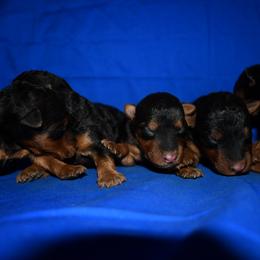 Welsh Terrier puppies from Shady Oaks WFT