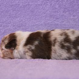 Australian Shepherd Puppies from Starlit Grove Australian Shepherds