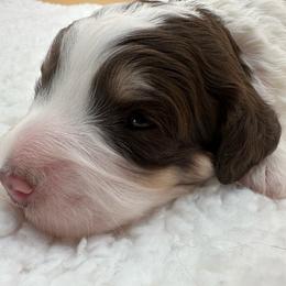 Jolene - Brown and white female Bernedoodle puppy in Scottsville, Kentucky from Barren River Bernedoodles and Poodles
