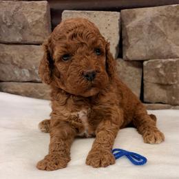 Mini Boy - Red  male Goldendoodle puppy in Cullman, Alabama from My Awesome Rover
