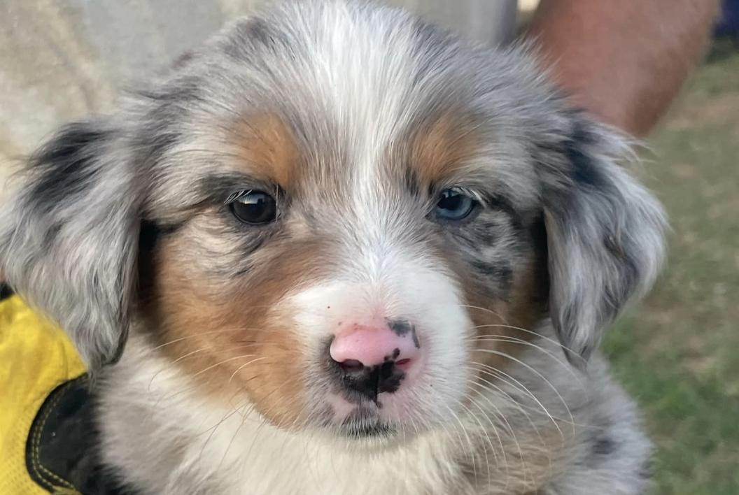 Puppy Love Ranch Mini Aussies in California | Australian Shepherd and ...