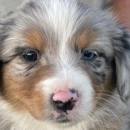 Australian Shepherds and Miniature Australian Shepherds from Puppy Love Ranch Mini Aussies