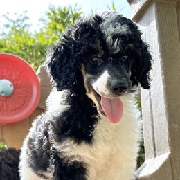 Poodle Puppies from Solara Kennels