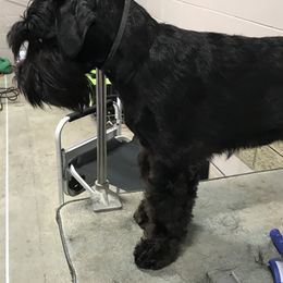 "Aurora" Standard Schnauzer Puppies from Stahlkrieger Standard Schnauzers
