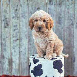 Tiger Lily (Tiger) - Cream male Labradoodle puppy in Elizabeth City, North Carolina from Howdy Doodles