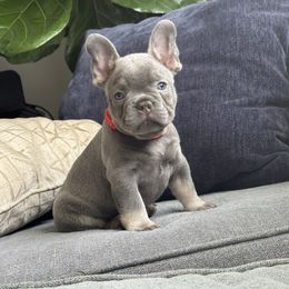 Boy 1 - Tricolors male French Bulldog puppy in Bolingbrook, Illinois from Yara the Frenchie