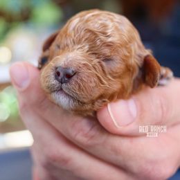 Huck - Red male Cavapoo puppy in Salado, Texas from Red Ranch Dogs