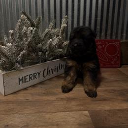 Winter - Black and red female German Shepherd puppy in Ridgeville, Indiana from McCord’s Standard Aussies