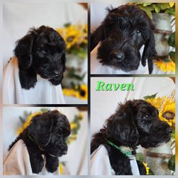 Raven - Black female Goldendoodle puppy in Goodyear, Arizona from The Earl Dood(le)s