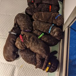 Australian Labradoodle Puppies from Llewellyn's Grove Labradoodles