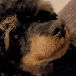 Poodles from Miniature Poodles