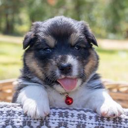 Bass Reeves - Black tri-color male Australian Shepherd puppy in Takilma, Oregon from Little Elder Creek Australian Shepherds