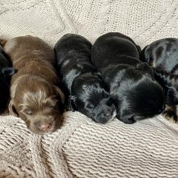 Australian Labradoodle and Labradoodle Puppies from Tango Wool Labradoodles