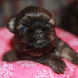 Shih Tzu Puppies from Gypsy Breeze Kennels