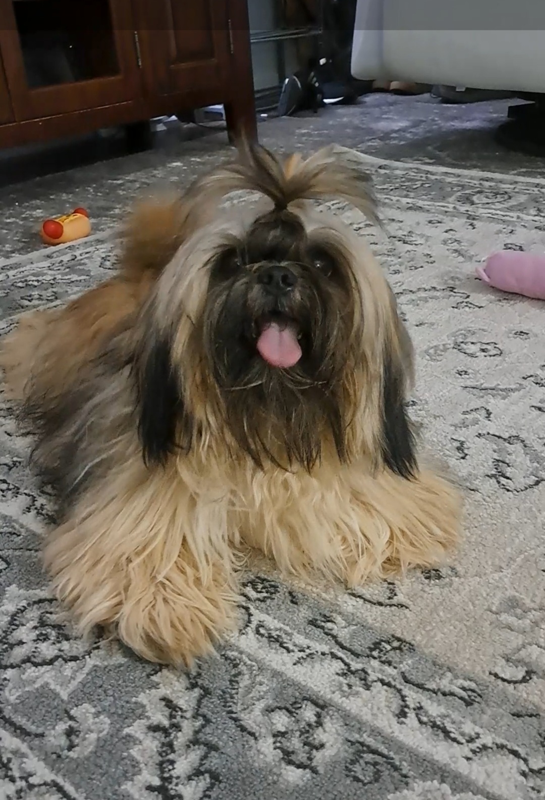 Shih Tzus from Sharleen's Paw-fect Shih Tzus