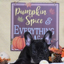 French Bulldog Puppies from Sharp-Noble French Bulldogs