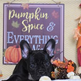 French Bulldog Puppies from Sharp-Noble French Bulldogs