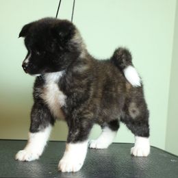 Topaz - Red brindle female Akita puppy in Rahway, New Jersey from Apexx Akitas