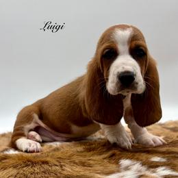 Luigi - Mahogany and white male Basset Hound puppy in Dingess, West Virginia from Tuckers' Howling Hounds