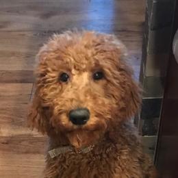 Goldendoodle Puppies from Plantation Puppies