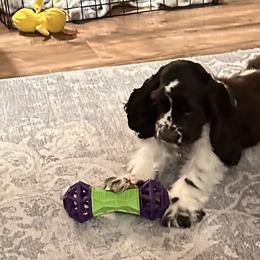 Cocker Spaniel Puppies from Anastasia Knight's Cocker Spaniels